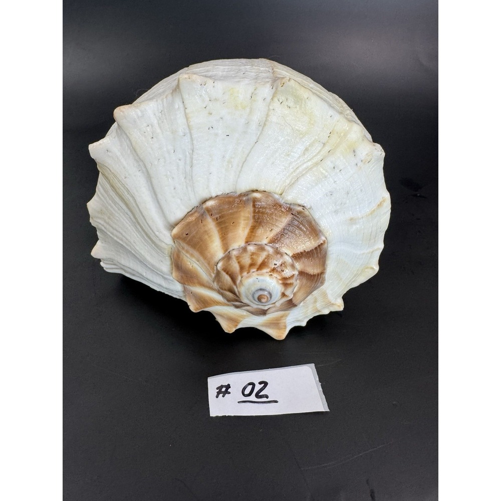 Large 12" Natural Lightning Whelk Shell Coastal Beach Nautical Ocean Decor Left - Picture 16 of 16
